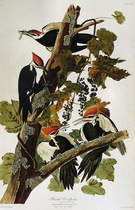 Pileated Woodpecker